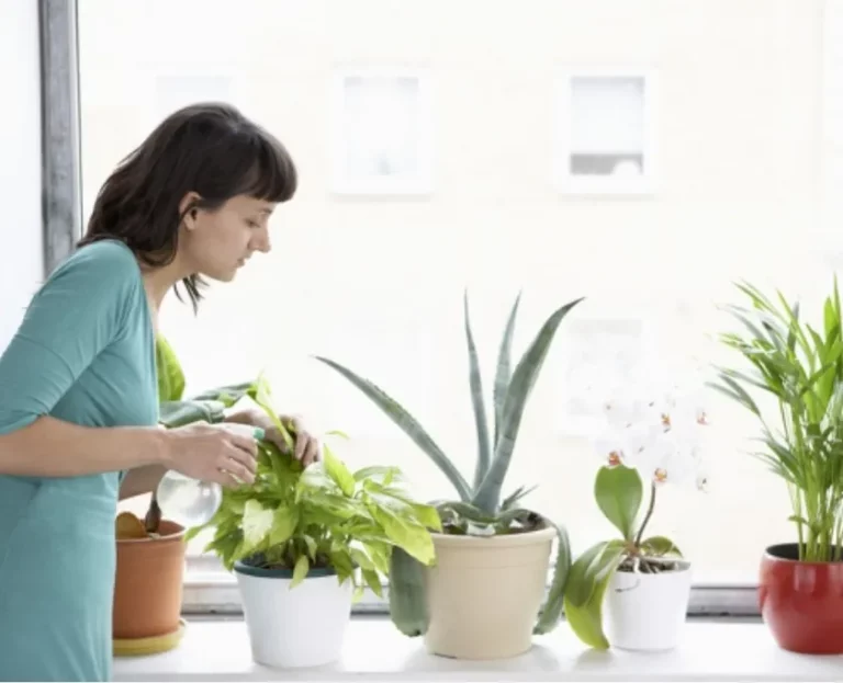 Listening to Your Houseplants: How They Communicate and What They're Saying