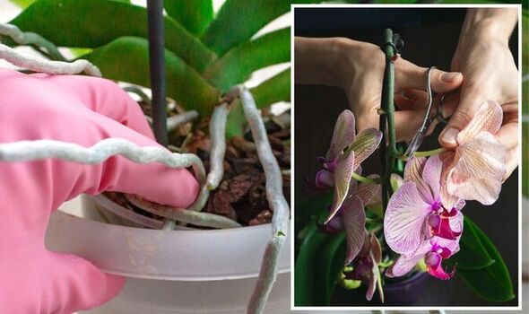 Blooming Beauty: Pruning Your Phalaenopsis Orchid's Bloom Stem for Optimal Growth