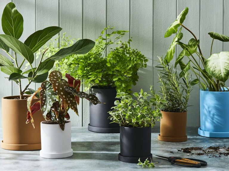 Blooming into Spring: Essential Care for Your Houseplants