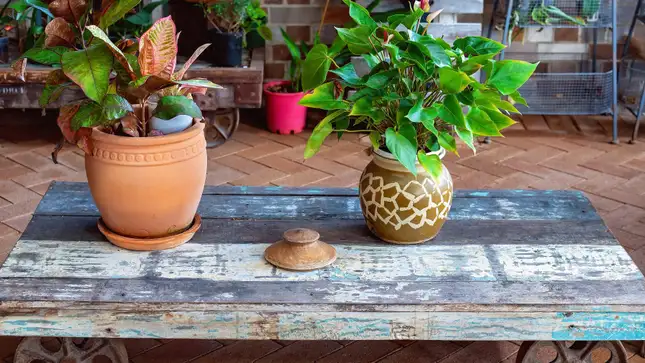 Embracing the Outdoors: A Guide to Safely Transitioning Your Houseplants for a Summer Vacation