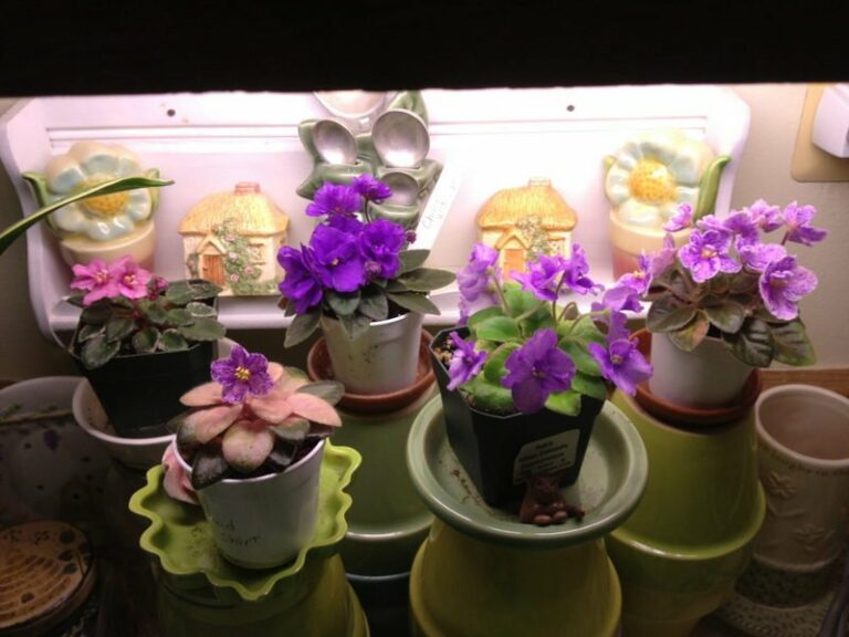 Resurgent Beauty: The Rekindled Popularity of African Violets