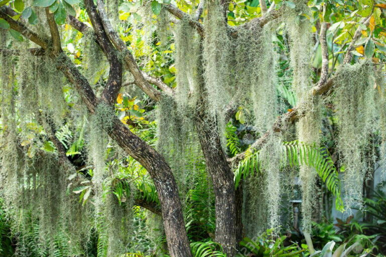 Spanish Moss: Growing and Caring for Nature's Airy Drapery