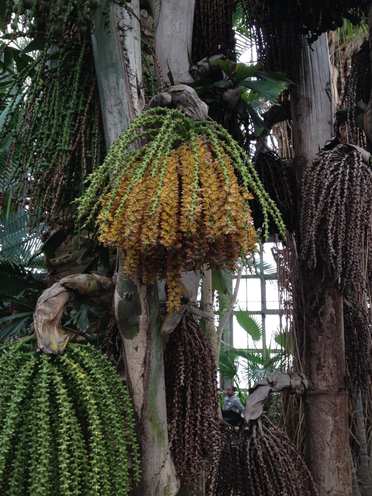 From Crown to Base: The Unique Blooms of Fishtail Palms