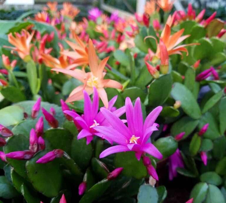 Blossoming Beauty: A Guide to Caring for the Easter Cactus (Rhipsalidopsis gaertneri)