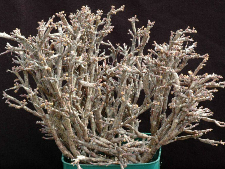 Euphorbia platyclada: Unveiling the Secrets to Caring for the Dead Stick Plant