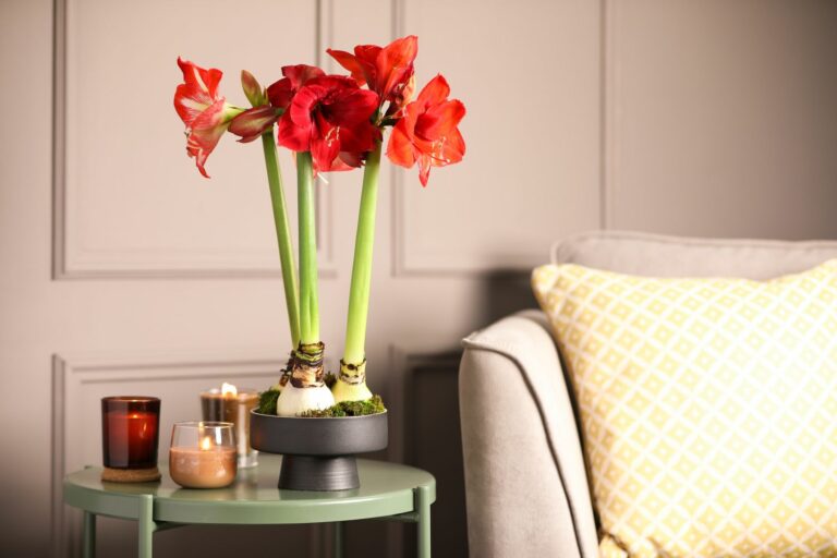 Planting Amaryllis Bulbs: A Step-by-Step Guide for Blooming Success