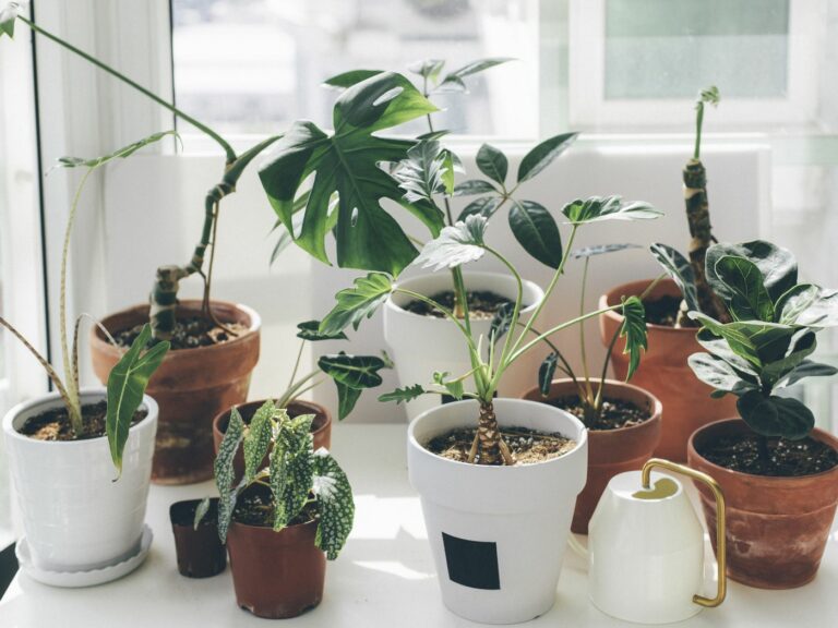 Houseplant Identity: The Curious Case of Changing Names