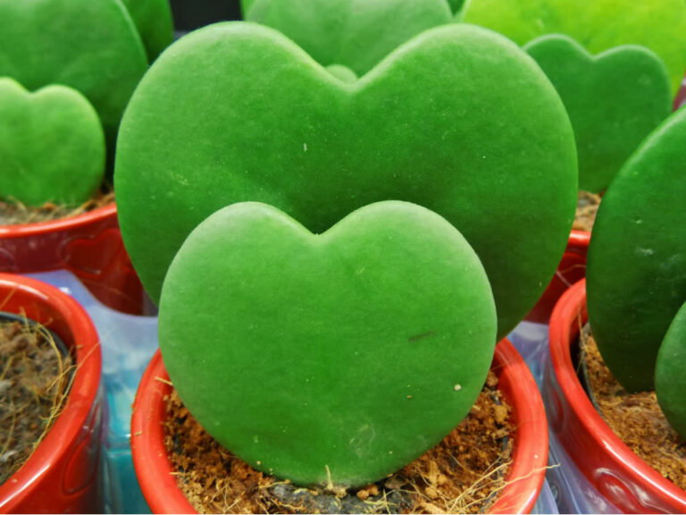Loving Care for the Sweetheart Hoya (Hoya kerrii)