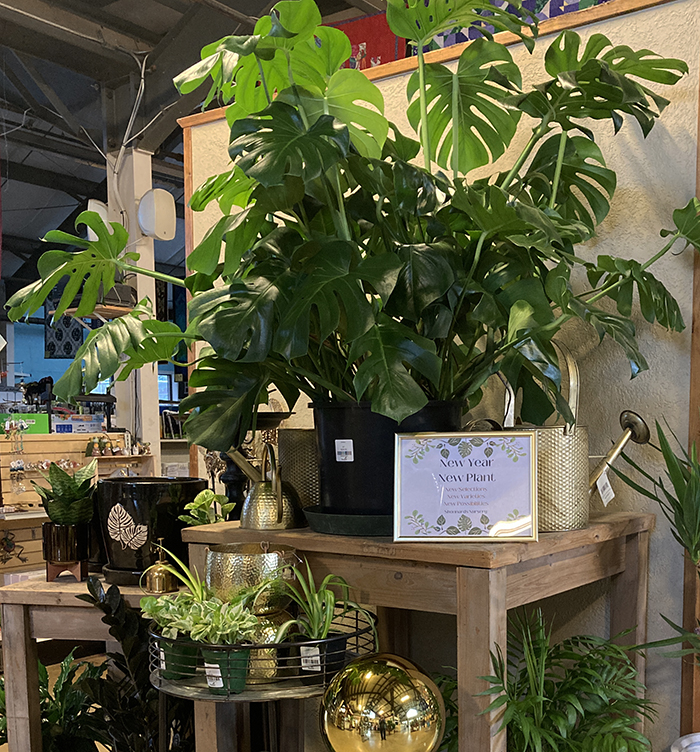 National Indoor Plant Week: Celebrating Greenery and Well-Being