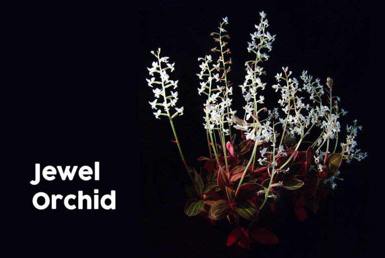 Jewel Orchid Elegance: A Guide to Caring for Ludisia discolor