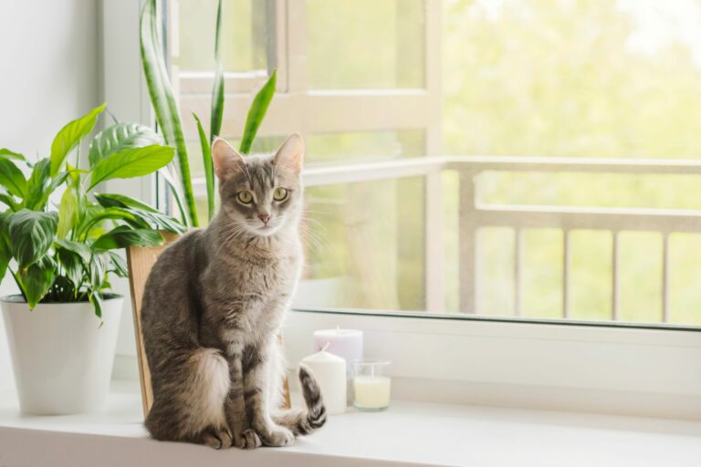 Green and Safe: Pet-Friendly Houseplants for Your Furry Companions