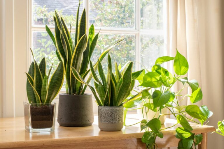 Thriving in the Shadows: Houseplants That Love North-Facing Windows
