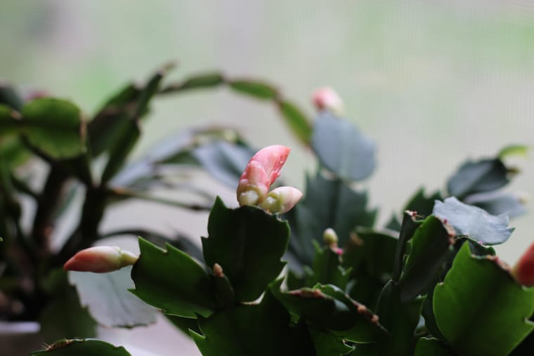 Why Your Houseplants Aren't Flowering and How to Encourage Blooms