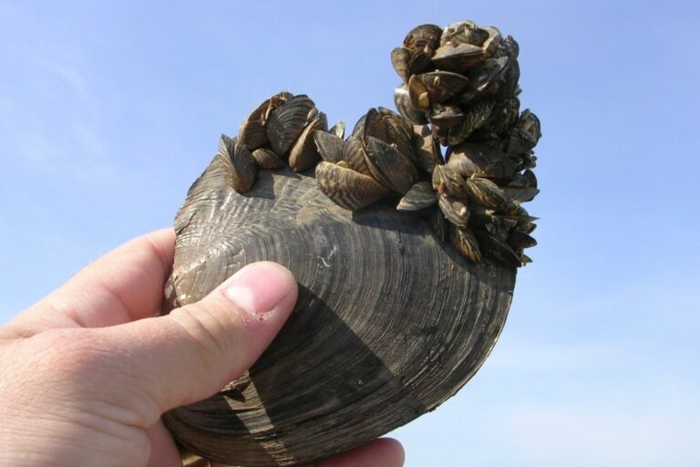 Zebra Mussels: The Surprising Threat to Your Favorite Houseplants