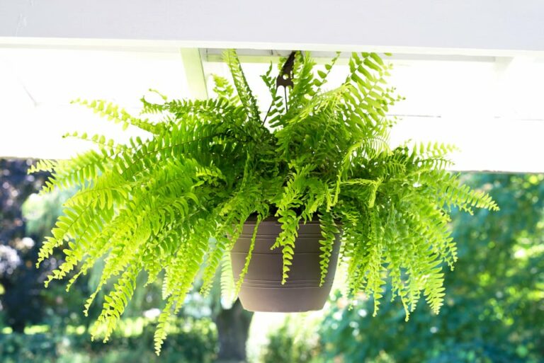 Timeless Elegance: Caring for a 35-Year-Old Fern