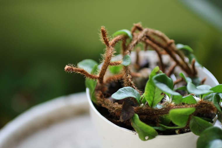 Epiphytic Elegance: A Guide to Caring for Microgramma Ferns