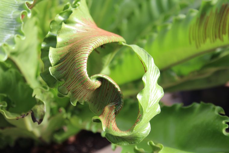 Nature's Grand Unveiling: The Captivating Beauty of Unfurling Leaves in Spring