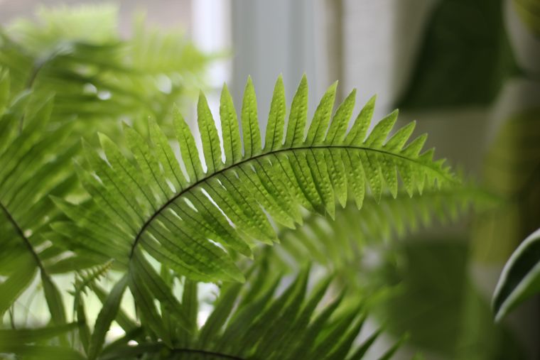 Unveiling the Secret of Ferns: The Remarkable Adventitious Roots