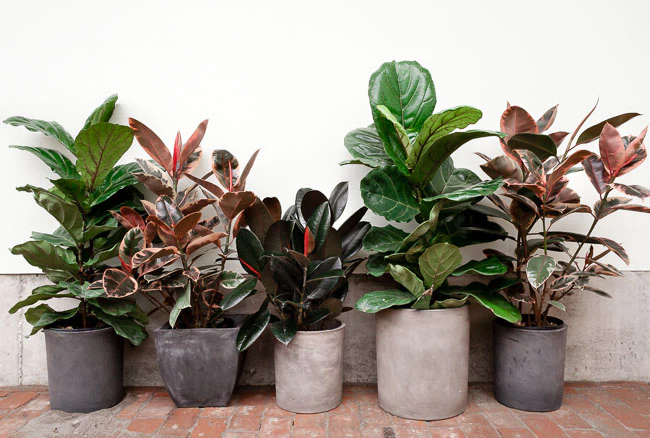 Spring's Renewal: Why It's the Ideal Time to Up-Pot Your Houseplants
