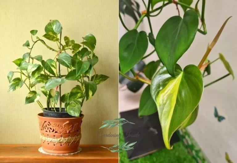 Deciphering the Difference: Pothos vs. Philodendron - How to Tell Your Houseplants Apart
