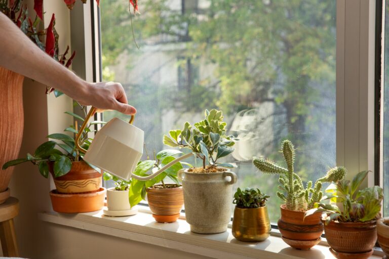 Quenching Thirst: How to Ensure Your Houseplant is Thoroughly Watered