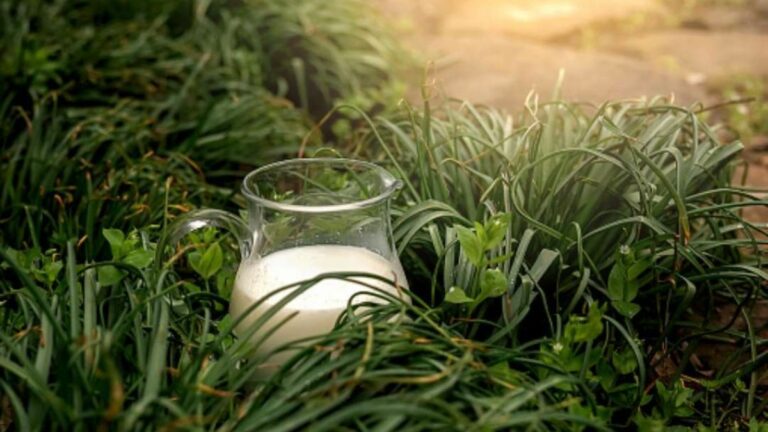 The Secret of Nature's White Liquid: Exploring the Purpose of Milky Latex in Plants