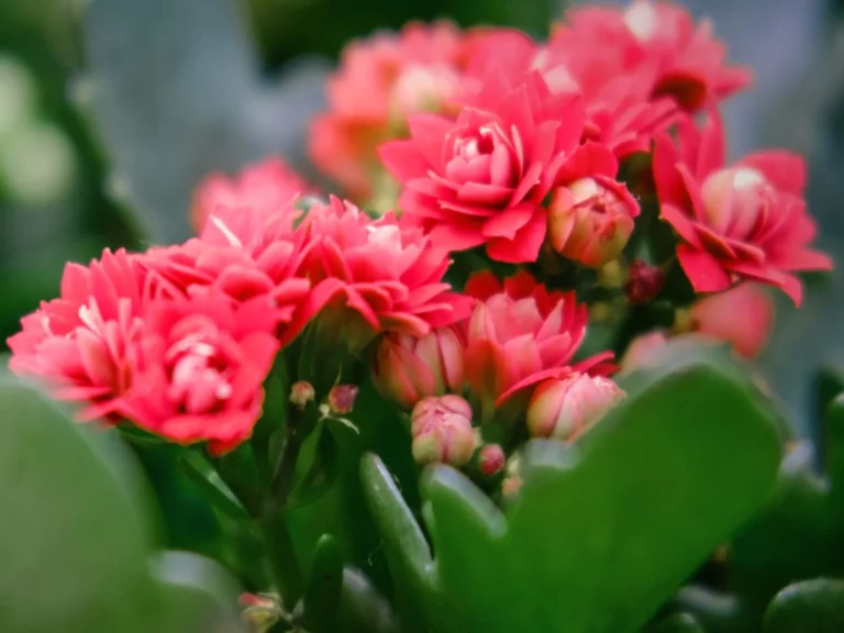 Flaming Katy (Kalanchoe blossfeldiana): Best Care Practices for a Burst of Color