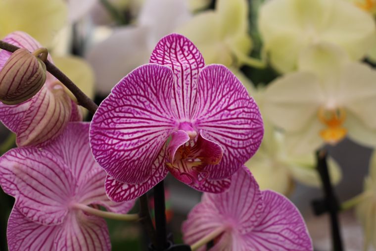Unveiling Nature's Elegance: The Artistic Angle of Phalaenopsis Flowers