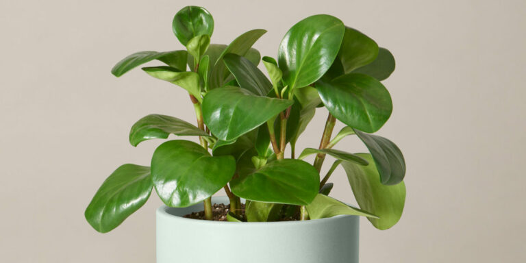 Peperomia: The Exciting Houseplant of the Year for 2022