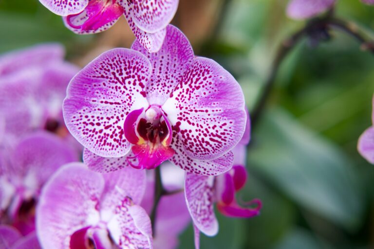 Unearth a World of Orchid Wonder at Your Local Society Meeting!