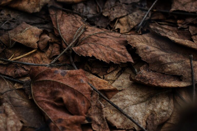 Oakleaf Basket Fern's Shield Fronds Mimic the Beauty of Fall Oak Leaves