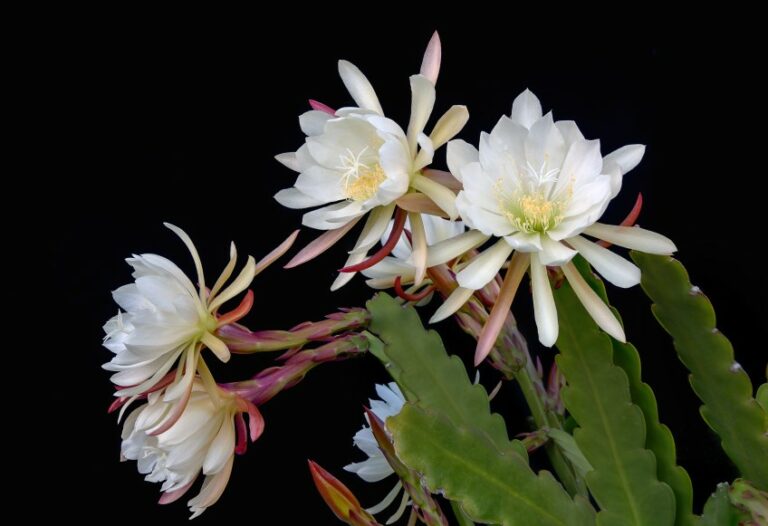 Enchanting Nighttime Blooms: Celebrating the Epiphyllum oxypetalum, Queen of the Night