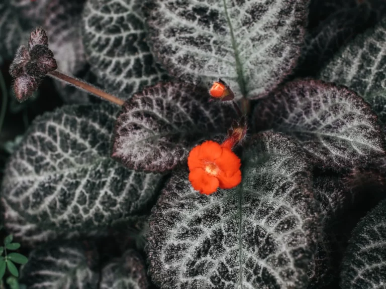 Episcia: Unveiling the Beauty of Flame Violets and Their Care