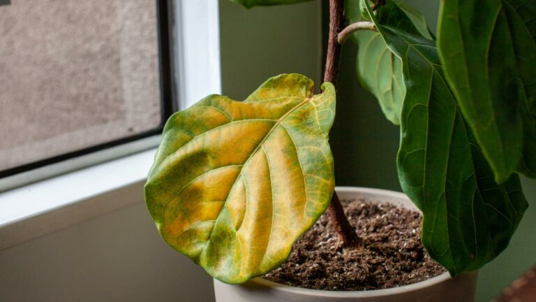 Yellowing Leaves: A Troubleshooting Guide for Your Houseplants