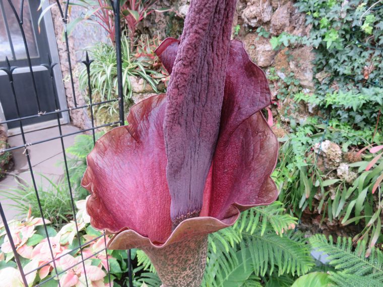 Nature's Oddest Perfume: The Unusual Aroma of the Voodoo Lily (Amorphophallus konjac)