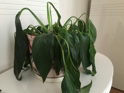 Reviving Your Dehydrated Houseplant: A Second Chance at Greenery